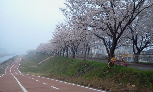 남원 광한루 앞 요천 벚꽃 하이킹...